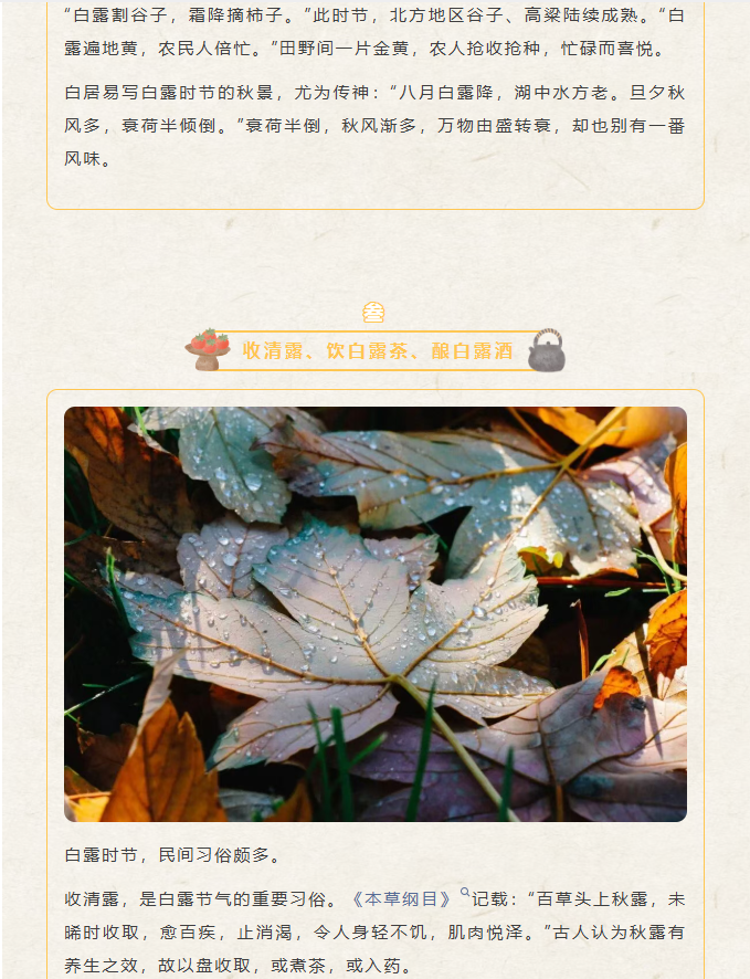 image.png?v=1788858041626