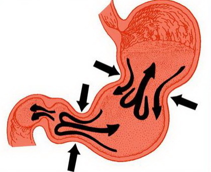胃的蠕动.jpg