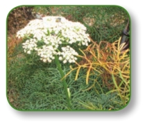 pagenumber_ebook=24,pagenumber_book=11