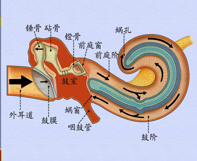 内耳.png
