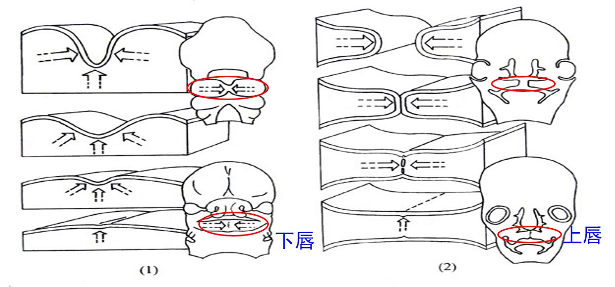 1.2-6 面突联合和融合.jpg