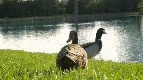 18ffc563dae94ec8bdbdda681396029c_640_wx_fmt=gif&wxfrom=5&wx_lazy=1.gif