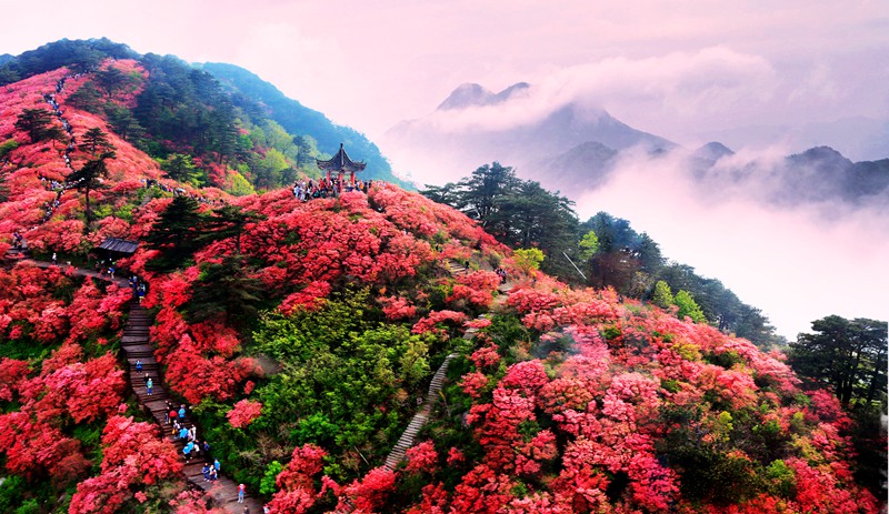 龟峰山杜鹃花.jpg