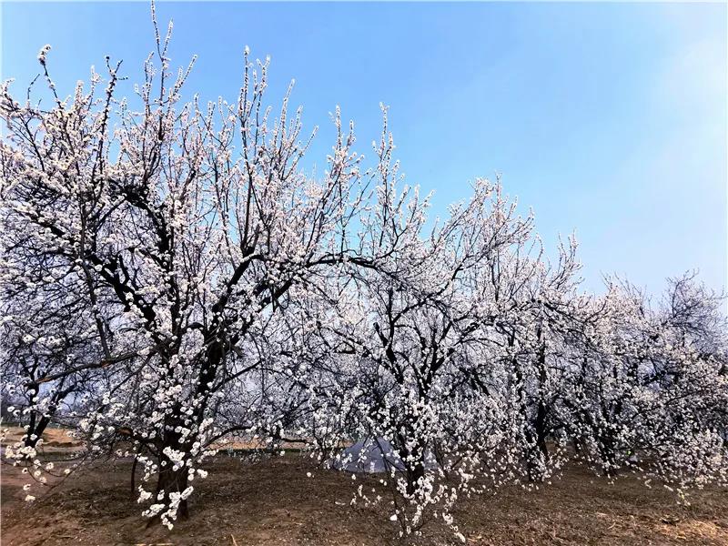 微信图片_20210318082708