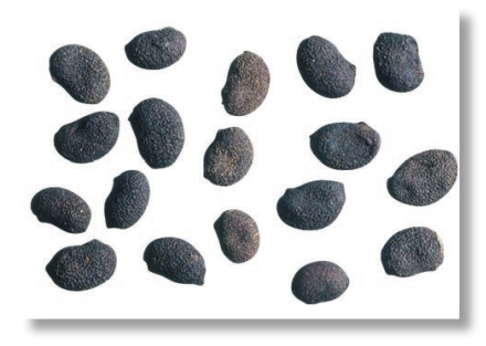 pagenumber_ebook=264,pagenumber_book=251