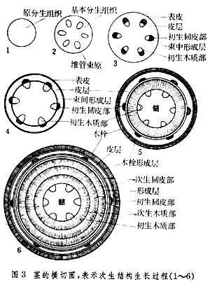 茎加粗.jpg