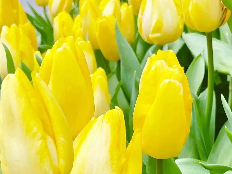 微信图片_20230421095948 微信图片_20230421095948.jpg