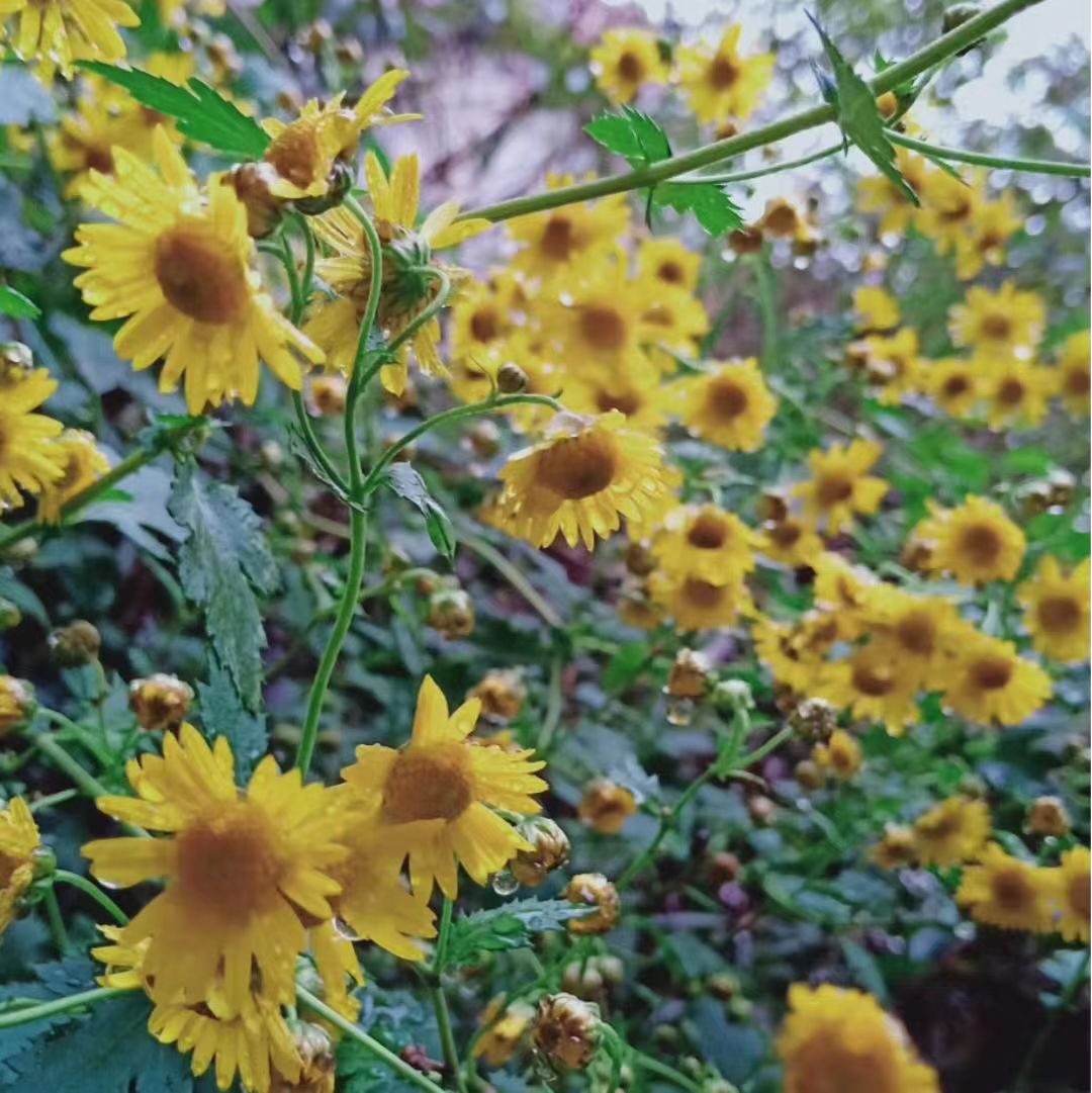 微信图片_20241213111312