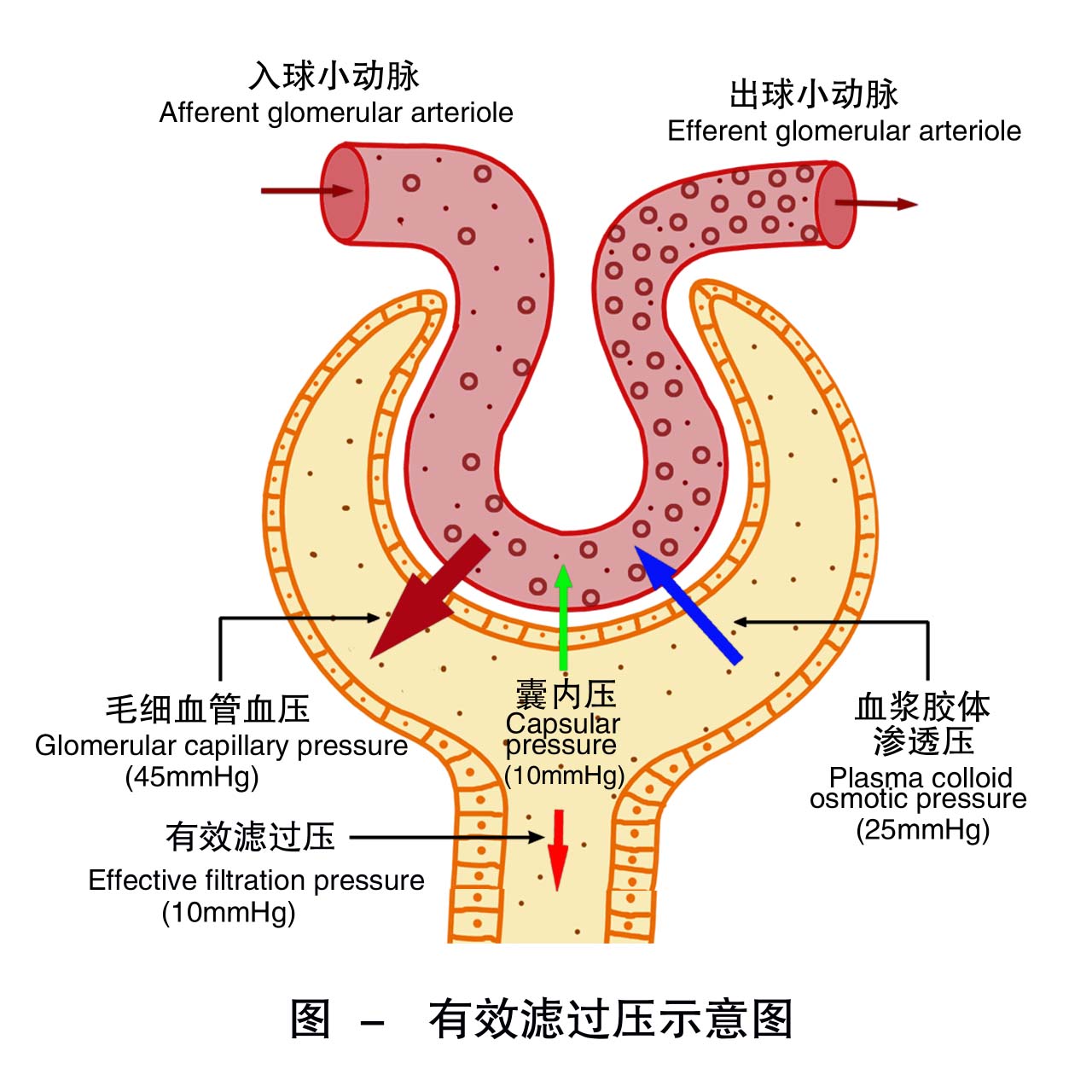 6-有效滤过压示意图 .jpg