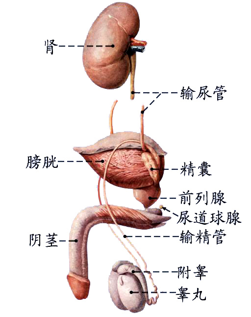 男泌尿生殖.JPG