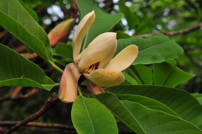 厚朴7.jpg