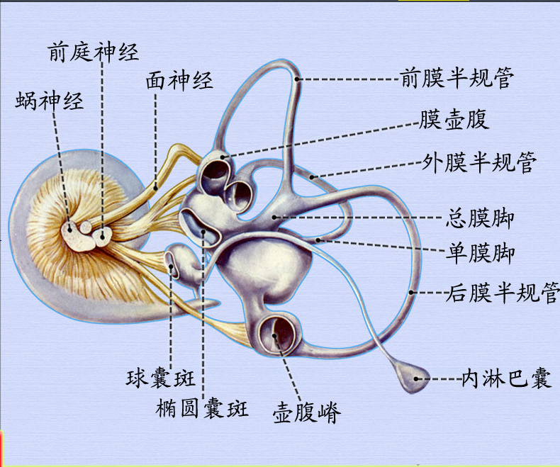 内耳 (3).png