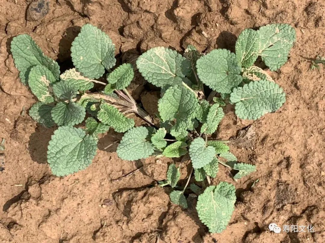 0cfb26d872282bcabb26da9f9ea077c3_640_wx_fmt=jpeg&wxfrom=5&wx_lazy=1&wx_co=1 0cfb26d872282bcabb26da9f9ea077c3_640_wx_fmt=jpeg&wxfrom=5&wx_lazy=1&wx_co=1.jpg