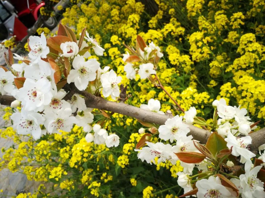 微信图片_20200327112845 微信图片_20200327112845.jpg