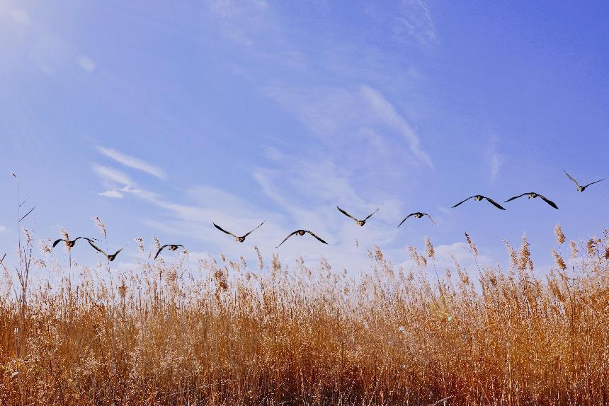 《雁南飞》 王俊华