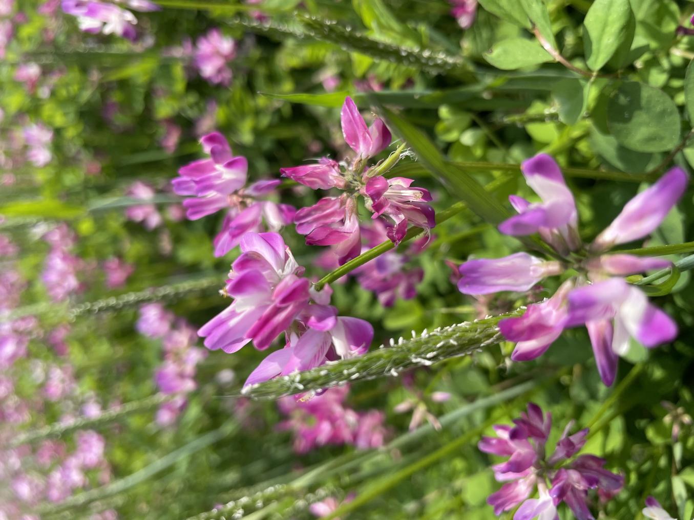 wps_doc_2 wps_doc_2.jpeg