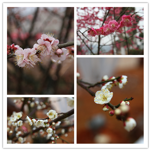 IMG_5748_副本 IMG_5748_副本.jpg