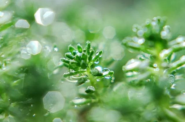 【 数字阅读2022-11 雨水】好雨知时节，当春乃发生