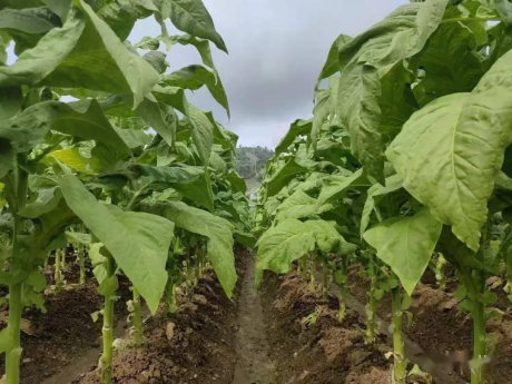 图片 12 图片 12.png