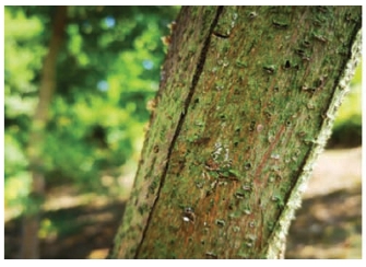 pagenumber_ebook=45,pagenumber_book=37