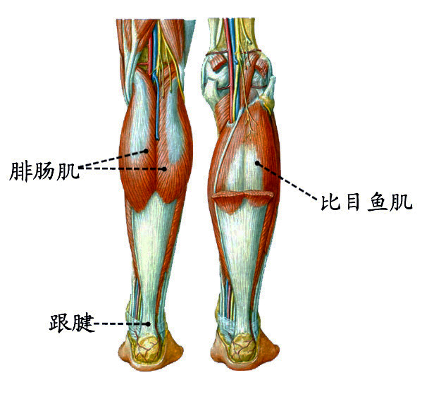 小腿三头肌.jpg