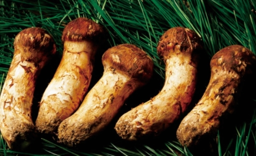 pagenumber_ebook=65,pagenumber_book=53