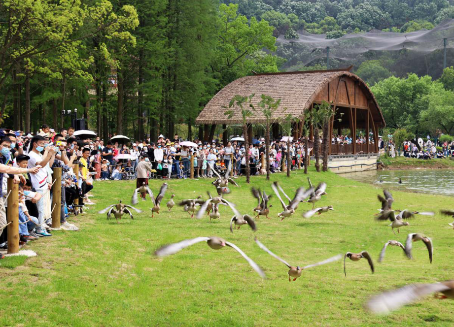 武汉野生动物园-飞禽秀