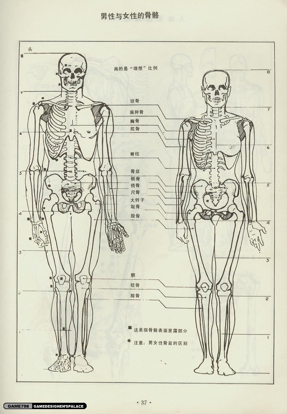 请根据所学内容,绘制人体骨骼示意图,并标注主要骨骼名称.
