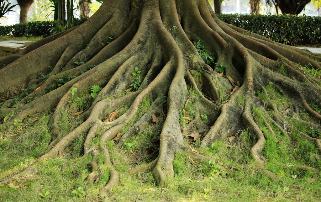 榕树3.jpg