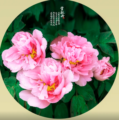 图片 图片.png?v=1761705856226