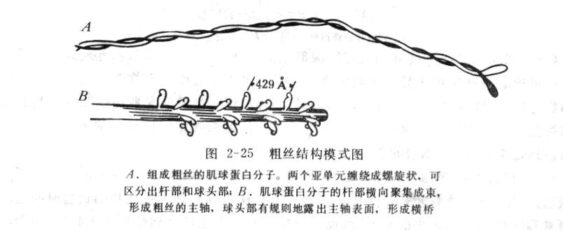 粗肌丝结构模式图.jpg