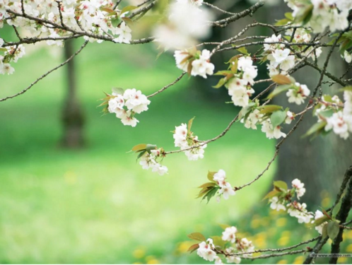 春.png?v=1765790993022