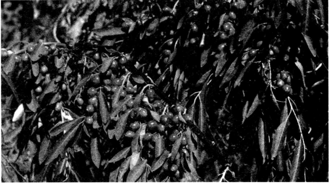 pagenumber_ebook=115,pagenumber_book=115