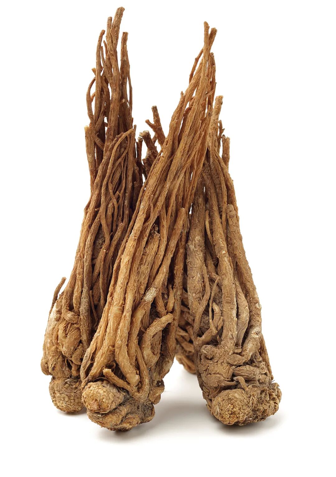 当归的根.jpg?v=1774532869453