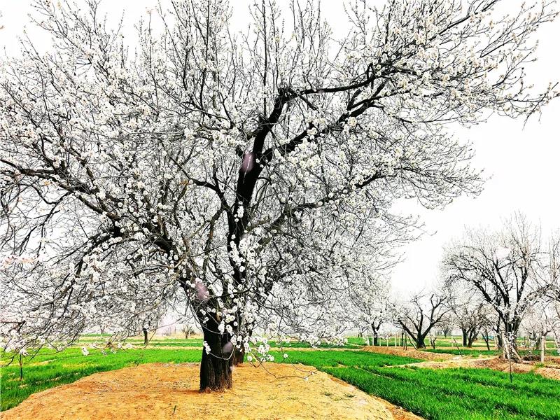 微信图片_20210318082714