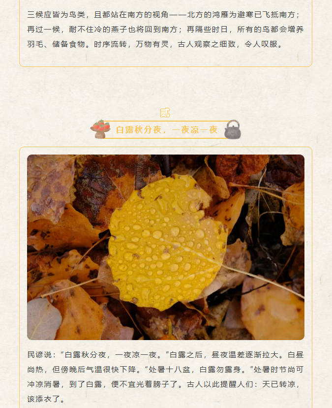 image.png?v=1788858041626