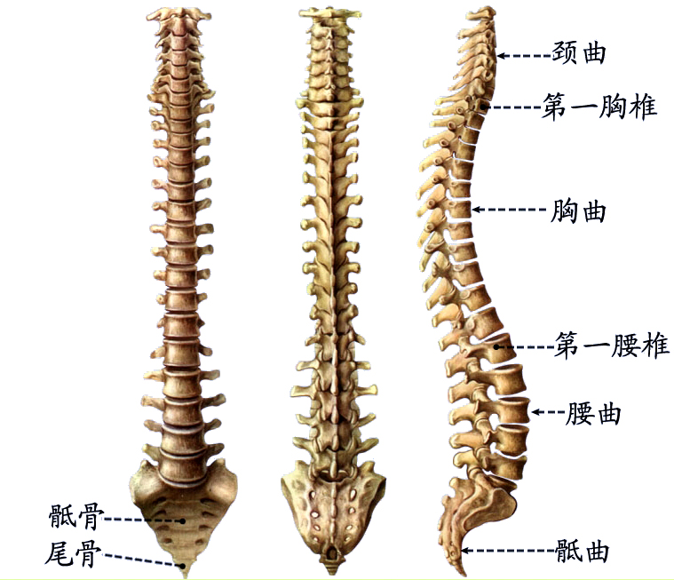 脊柱.jpg