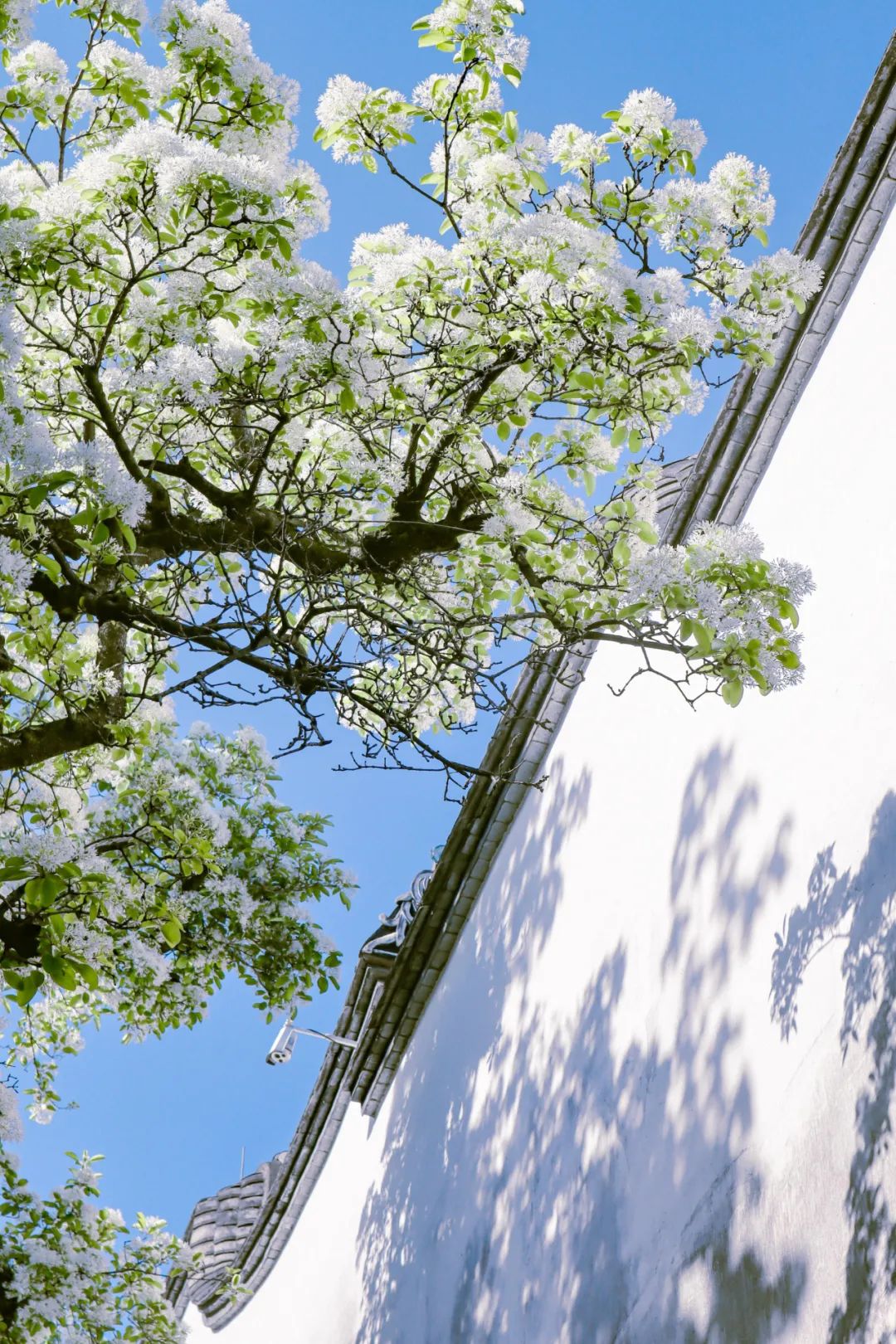 微信图片_20220406153809 微信图片_20220406153809.jpg