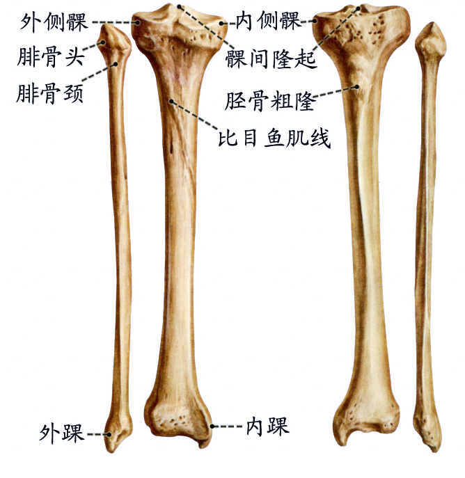 胫骨和腓骨.jpg