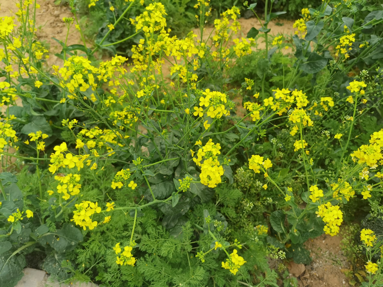 微信图片_202203310851029