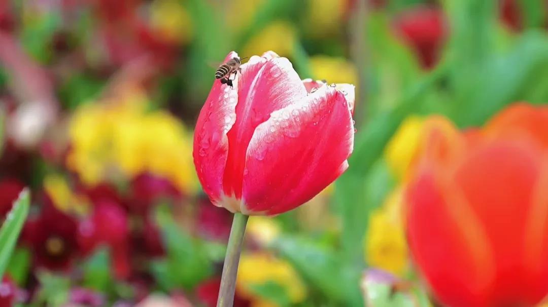 微信图片_20210329153117 微信图片_20210329153117.jpg