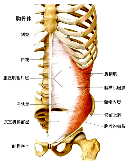腹横肌.jpeg
