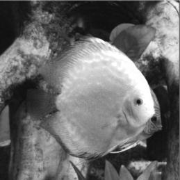 pagenumber_ebook=41,pagenumber_book=31