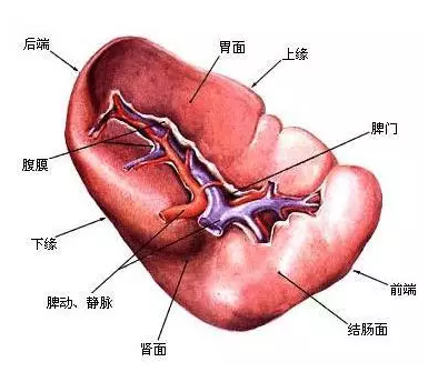 脾.png