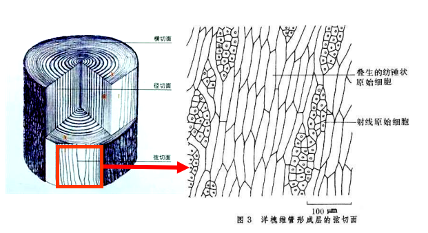 射线细胞1.png