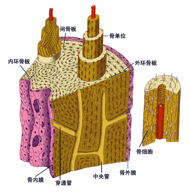 骨的构造1.jpg