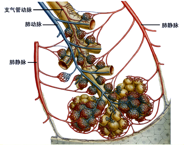肺血管.jpg