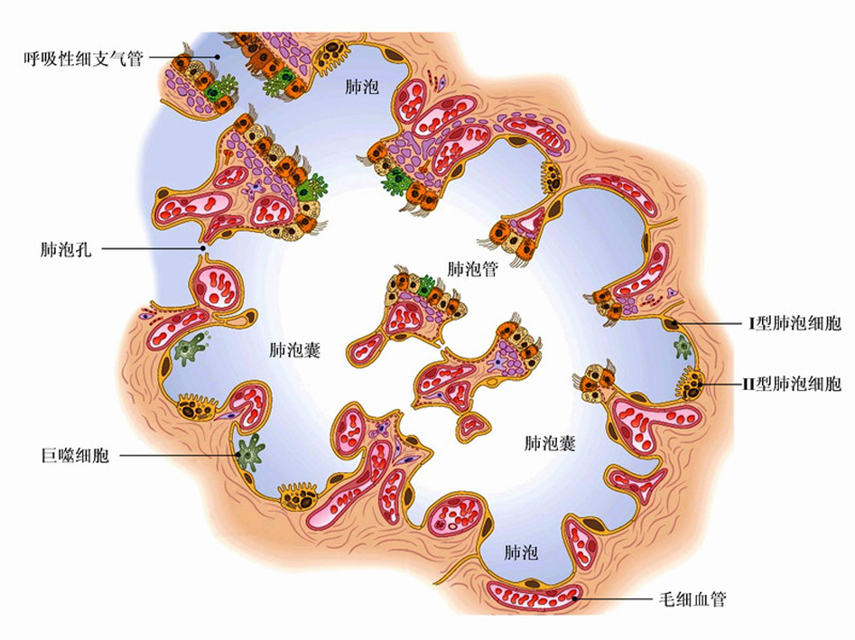 7-21肺泡结构模式图.jpg
