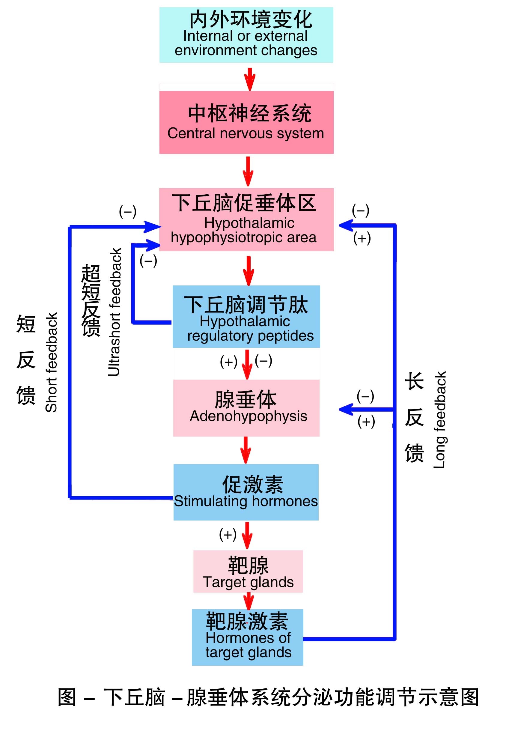 5-下丘脑-腺垂体系统分泌功能调节示意图 .jpg