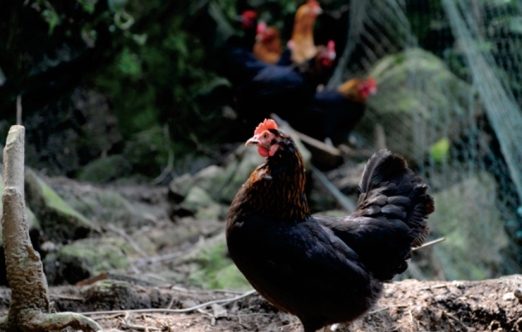 pagenumber_ebook=122,pagenumber_book=110